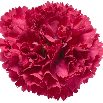 Dianthus hybrid 'Fruit Punch® Cranberry Cocktail' - Fruit Punch® Pinks