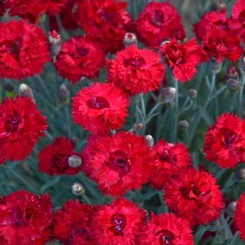 Dianthus hybrid 'Fruit Punch® Maraschino' - Fruit Punch® Pinks