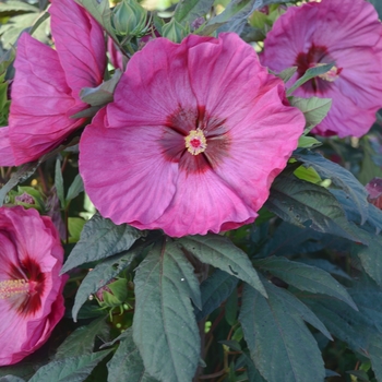 Hibiscus hybrid 'Summerific® Berry Awesome' - Summerific® Rose Mallow