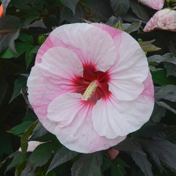 Hibiscus COPY hybrid 'Summerific® Perfect Storm' - Summerific® Rose Mallow