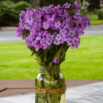 Phlox hybrid - 'Opening Act Blush'