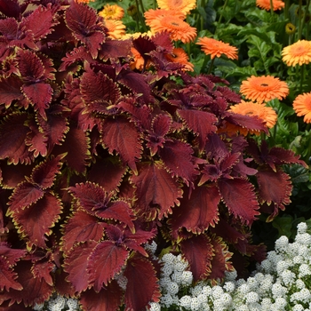 Coleus 'Under The Sea ™ King Crab' - Under The Sea ™ King Crab Coleus