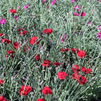 Dianthus 'Early Bird™ Radiance' - Dianthus