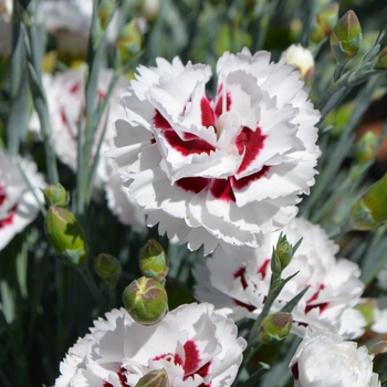 Dianthus 'Coconut Surprise' - Mini-Carnation