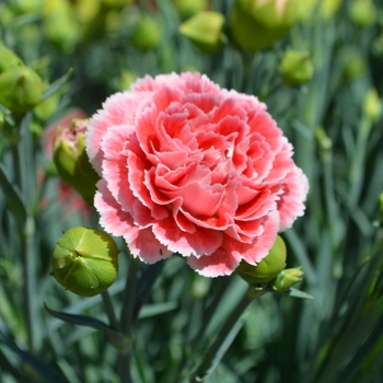 Dianthus 'Scent First Coral Reef' - Pinks