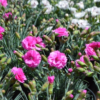 Dianthus 'Scent First Eternity' - Pinks