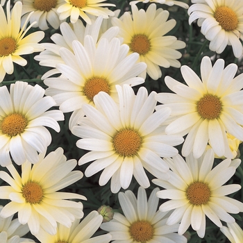 Argyranthemum frutescens - Vanilla Butterfly®