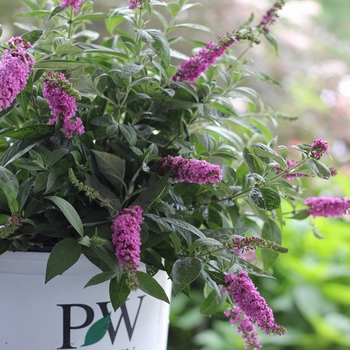 Buddleia x 'Pink Micro Chip' - Lo & Behold® Butterfly Bush