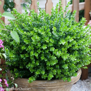 Buxus microphylla - Sprinter®