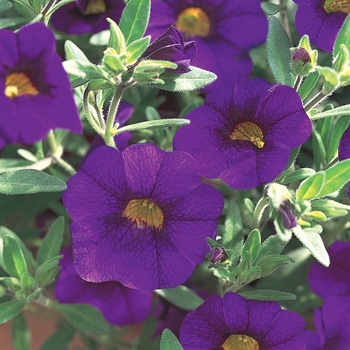 Calibrachoa hybrid - Superbells® Blue