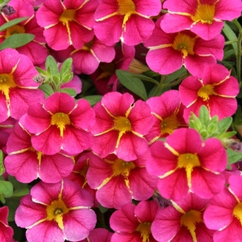 Calibrachoa hybrid - Superbells® Cherry Star