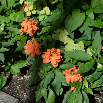 Crossandra infundibuliformis 'Florida Sunset' - Firecracker Flower