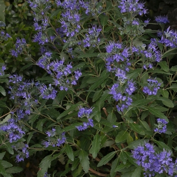 Caryopteris x clandonensis - Beyond Midnight®