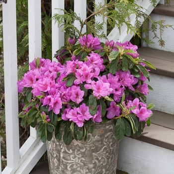 Rhododendron hybrid - Bloom-A-Thon® Lavender