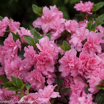 Rhododendron 'Bloom-A-Thon Pink Double' - Reblooming Azalea