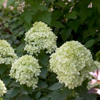 Hydrangea paniculata 'Jane' - 'Little Lime' Panicle Hydrangea