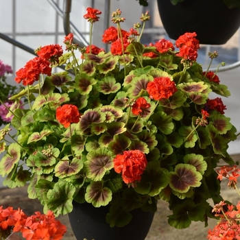 Pelargonium hortorum 'Brocade Fire' - Geranium