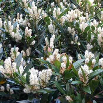 Punus laurocerasus 'Otto Luyken' - English Cherry Laurel