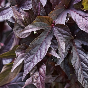 Ornamental Sweet Potato - Ipomoea batatas 'Sweet Caroline Raven'