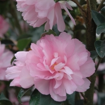 Camellia Sasanqua 'Cotton Candy' - Camellia