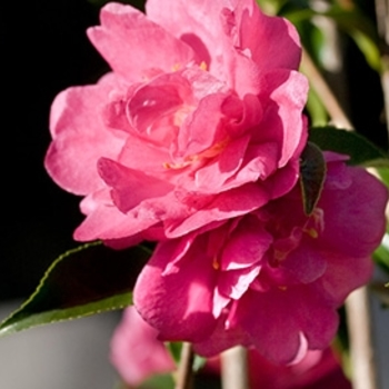 Camellia sasanqua - October Magic® Rose™ Camellia