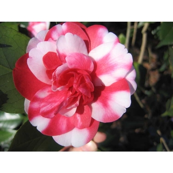 Camellia japonica 'Governor Mouton' - Governor Mouton Camellia