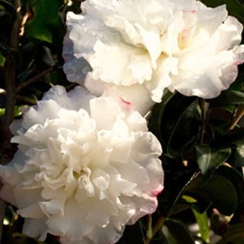 Camellia sasanqua 'October Magic Snow' - October Magic® Snow™ Camellia
