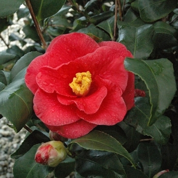  Camellia japonica 'Greensboro Red - Camellia Greensboro Red
