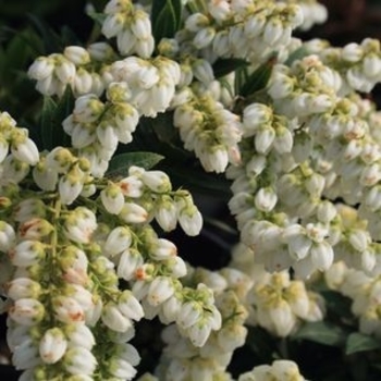 Pieris japonica var. yakushimanum 'Cavatine' - Cavatine Pieris