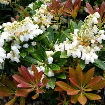 Pieris japonica ‘Temple Bells’ - Temple Bells Pieris