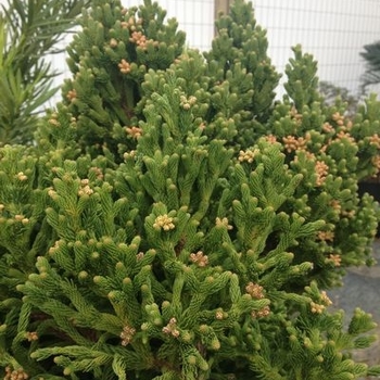 Cryptomeria japonica 'Warrior Dragon' - Warrior Dragon Cryptomeria