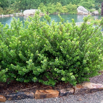 Ilex crenata 'Compacta' - Compacta Holly