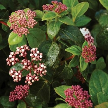 Viburnum tinus 'Lisa Rosa' - Shades of Pink Viburnum