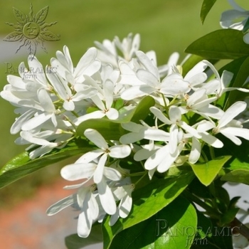 Chionanthus retusus 'Tokyo Tower' - Tokyo Tower Fringetree