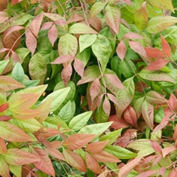 Nandina domestica 'AKA' - Blush Pink™ Nandina