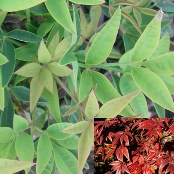 Nandina domestica 'sPg-3-006' - Sassy Lady Nandina