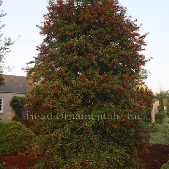 Ilex x 'HL10-90' - Christmas Jewel Holly