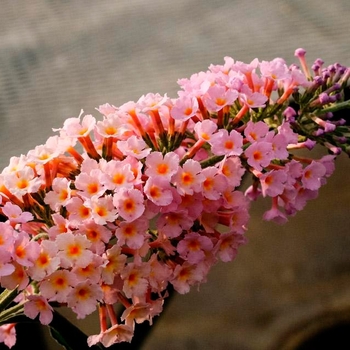 Buddleia x 'Peach Cobbler' - Peach Cobbler Butterfly Bush 