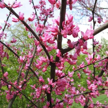 Cercis canadensis 'Appalachian Red' - Appalachian Red Eastern Redbud