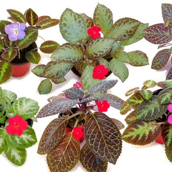 Flame Violets - Episcia e-piss'-i-ah