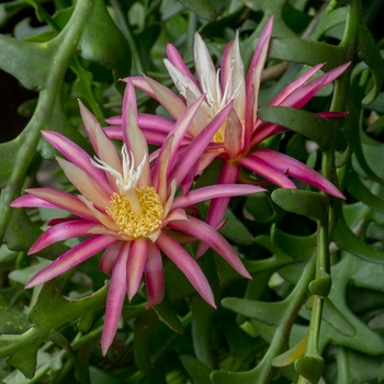 Fishbone Orchid Cactus - Cyptocereus