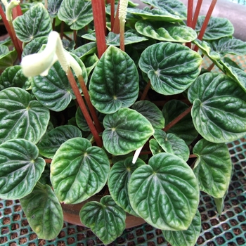 Radiator plant - Peperomia