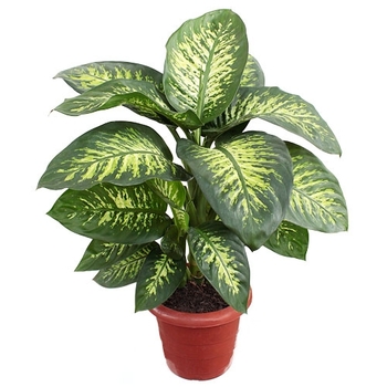 Dumb Cane - Diffenbachia