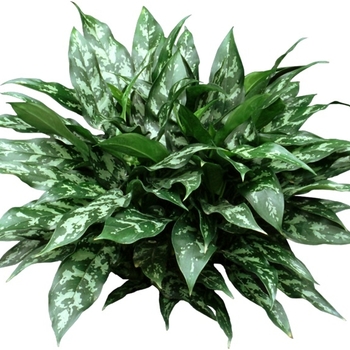 Chinese Evergreen - Aglaonema
