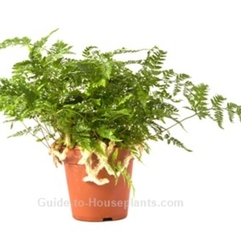 Rabbits Foot Fern - Davallia