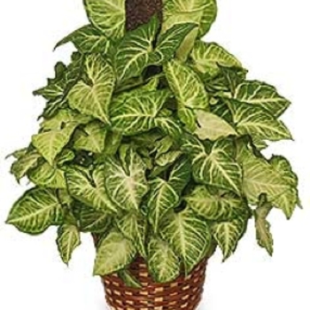 Arrowhead Plant - Syngonium/Nepthytis