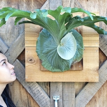 Staghorn Fern - Platycerium