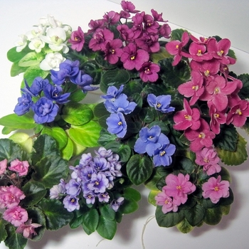 Saintpaulias - African Violet