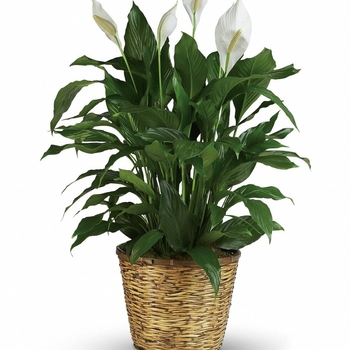 Peace Lily - Spathiphyllum