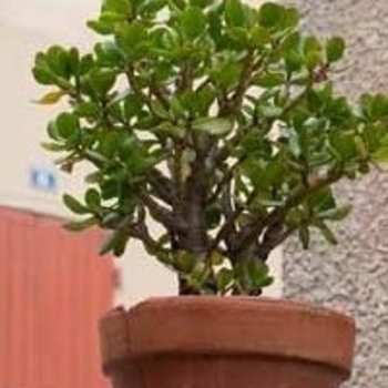Crassula argentea 'arborescans' - Jade Plant